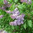 Šeřík obecný 'Emilie Lemoine' - Syringa vulgaris 'Emilie Lemoine'