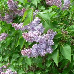 Šeřík obecný 'Emilie Lemoine' - Syringa vulgaris 'Emilie Lemoine'