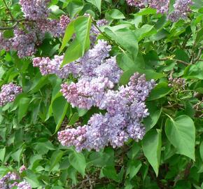Šeřík obecný 'Emilie Lemoine' - Syringa vulgaris 'Emilie Lemoine'