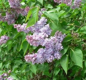 Šeřík obecný 'Emilie Lemoine' - Syringa vulgaris 'Emilie Lemoine'