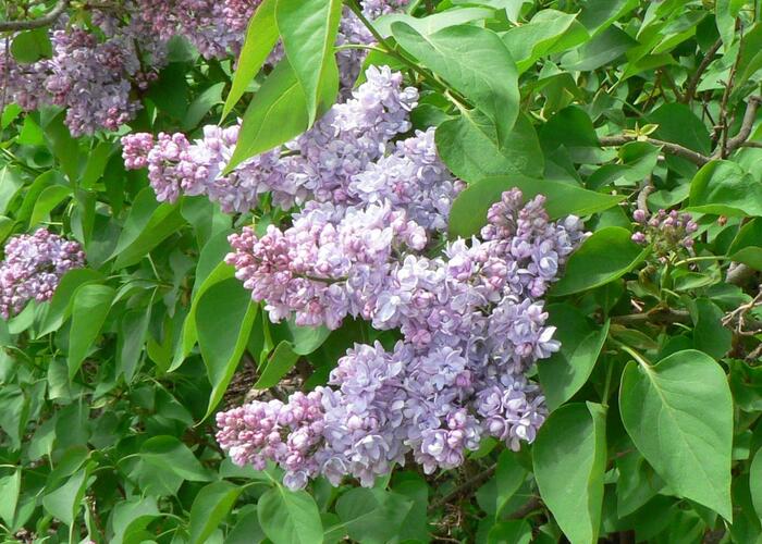 Šeřík obecný 'Emilie Lemoine' - Syringa vulgaris 'Emilie Lemoine'