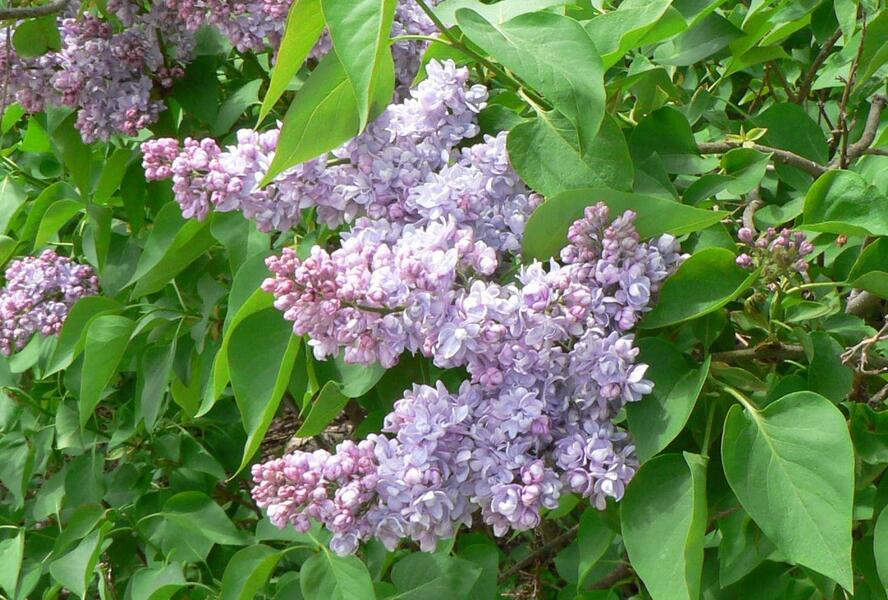 Šeřík obecný 'Emilie Lemoine' - Syringa vulgaris 'Emilie Lemoine'