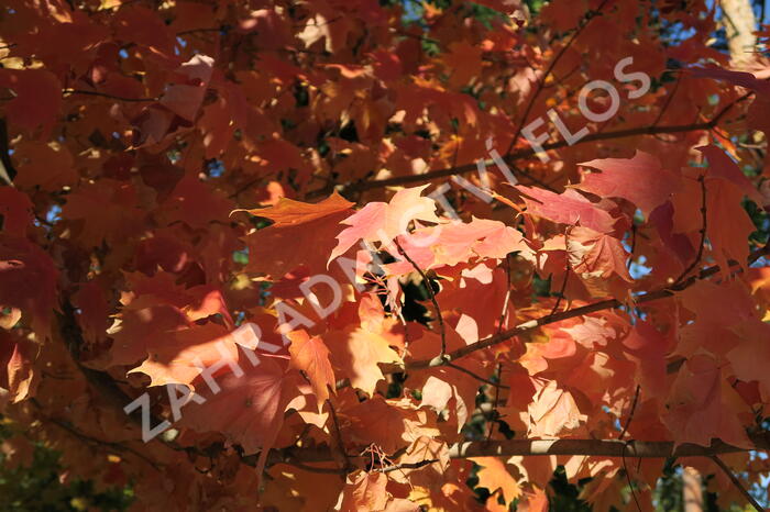 Javor stříbrný - Acer saccharinum