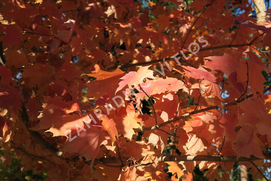 Javor stříbrný - Acer saccharinum