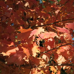 Javor stříbrný - Acer saccharinum