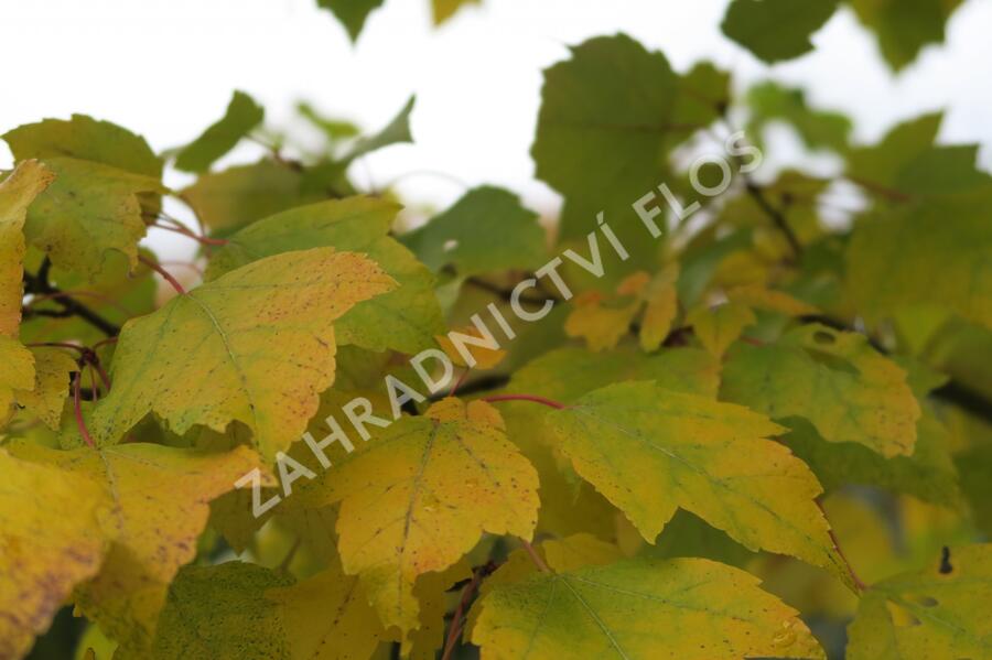 Javor červený 'Scanlon' - Acer rubrum 'Scanlon'