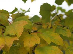 Javor červený 'Scanlon' - Acer rubrum 'Scanlon'