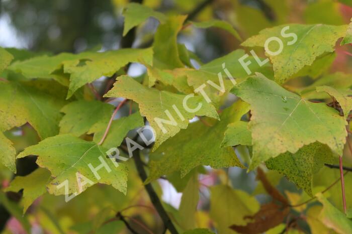 Javor červený 'Scanlon' - Acer rubrum 'Scanlon'