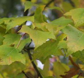 Javor červený 'Scanlon'