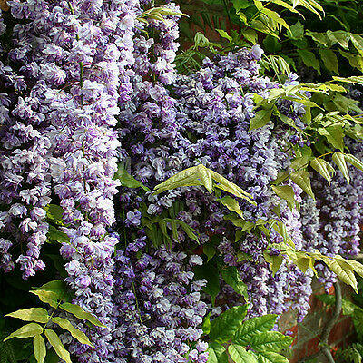 Vistárie čínská 'Amethyst' - Wisteria sinensis 'Amethyst'