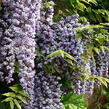 Vistárie čínská 'Amethyst' - Wisteria sinensis 'Amethyst'