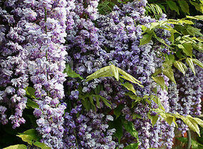 Vistárie čínská 'Amethyst' - Wisteria sinensis 'Amethyst'