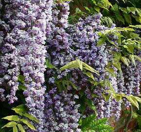 Vistárie čínská 'Amethyst' - Wisteria sinensis 'Amethyst'