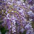 Vistárie čínská 'Amethyst' - Wisteria sinensis 'Amethyst'