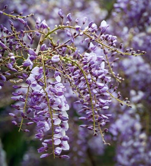 Vistárie čínská 'Amethyst' - Wisteria sinensis 'Amethyst'