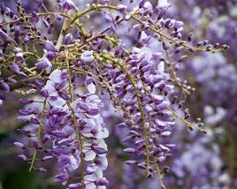 Vistárie čínská 'Amethyst'