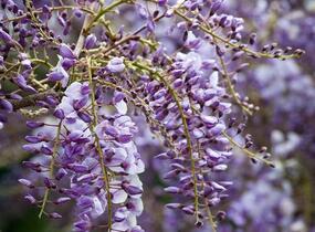 Vistárie čínská 'Amethyst' - Wisteria sinensis 'Amethyst'