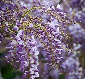 Vistárie čínská 'Amethyst' - Wisteria sinensis 'Amethyst'