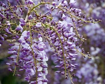 Vistárie čínská 'Amethyst'