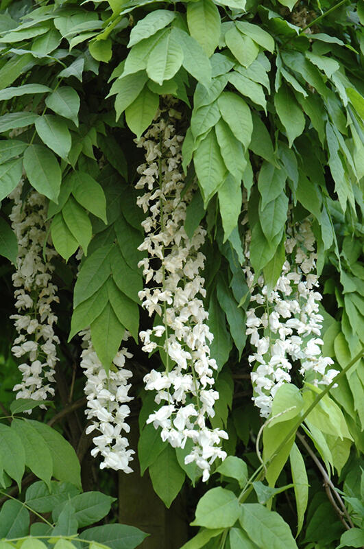 Vistárie čínská 'Texas White' - Wisteria sinensis 'Texas White'