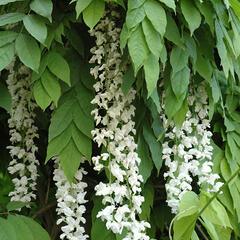 Vistárie čínská 'Texas White' - Wisteria sinensis 'Texas White'