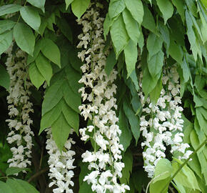 Vistárie čínská 'Texas White' - Wisteria sinensis 'Texas White'