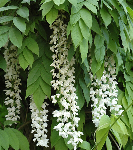 Vistárie čínská 'Texas White' - Wisteria sinensis 'Texas White'