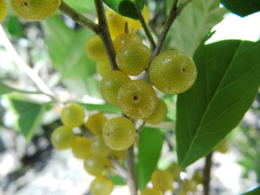 Hlošina okoličnatá 'Fortunella' - Elaeagnus umbellata 'Fortunella'