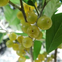 Hlošina okoličnatá 'Fortunella' - Elaeagnus umbellata 'Fortunella'