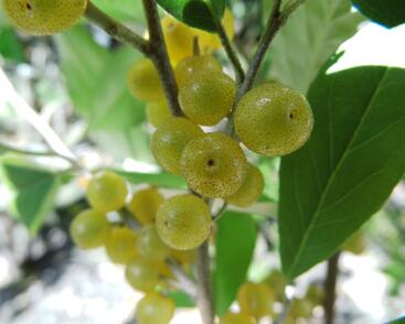 Hlošina okoličnatá 'Fortunella'