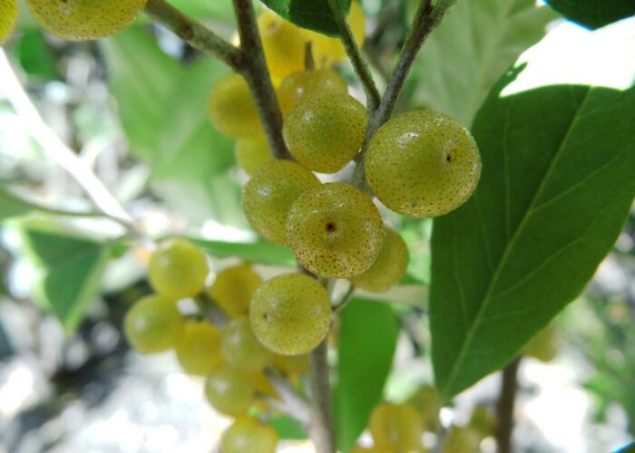 Hlošina okoličnatá 'Fortunella' - Elaeagnus umbellata 'Fortunella'