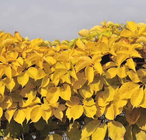 Přísavník pětilistý, loubinec 'Yellow Wall' - Parthenocissus quinquefolia 'Yellow Wall'