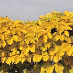 Přísavník pětilistý, loubinec 'Yellow Wall' - Parthenocissus quinquefolia 'Yellow Wall'
