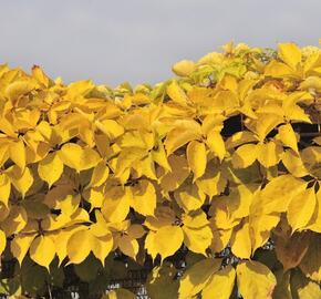 Přísavník pětilistý, loubinec 'Yellow Wall' - Parthenocissus quinquefolia 'Yellow Wall'