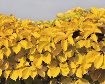 Přísavník pětilistý, loubinec 'Yellow Wall'