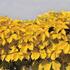 prisavnik-petilisty-loubinec-yellow-wall.jpg