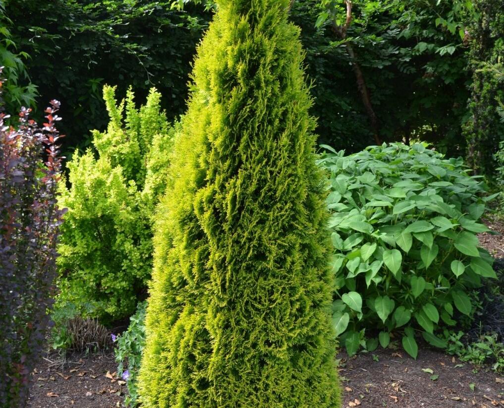 Túje, zerav západní 'Golden Smaragd' - Thuja occidentalis 'Golden Smaragd'