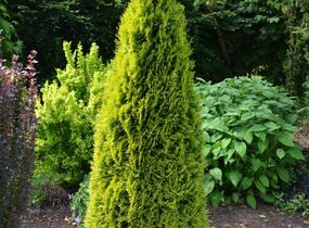 Túje, zerav západní 'Golden Smaragd' - Thuja occidentalis 'Golden Smaragd'