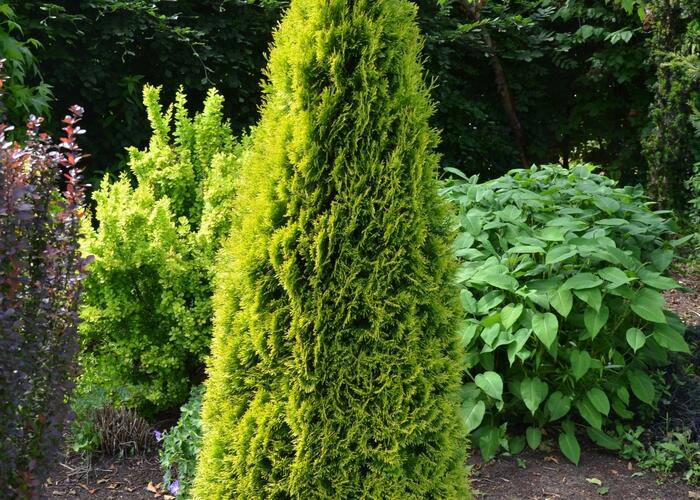 Zerav západní 'Golden Smaragd' - Thuja occidentalis 'Golden Smaragd'