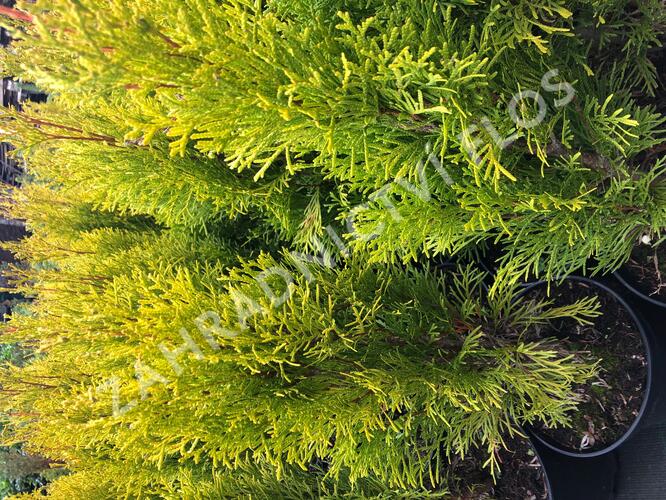 Zerav, túje západní 'Golden Smaragd' - Thuja occidentalis 'Golden Smaragd'