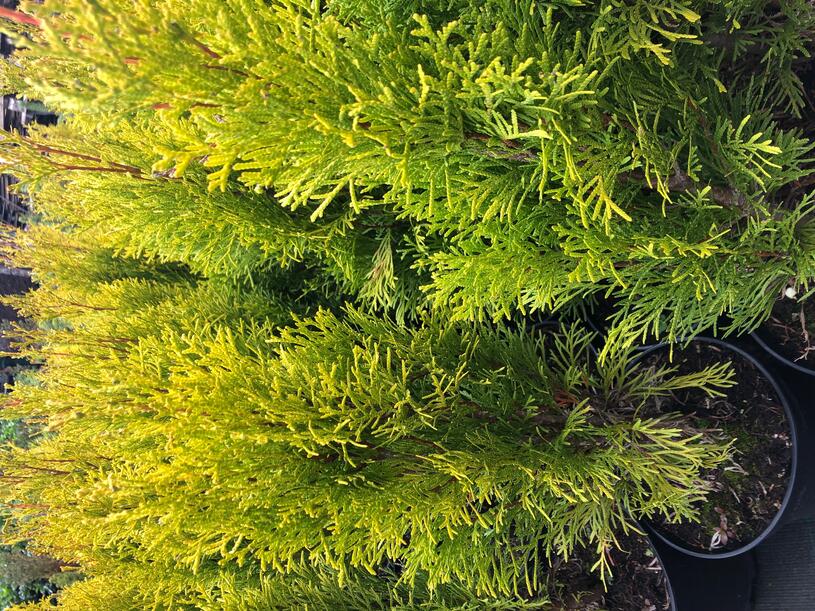 Zahradnictvi-flos.cz: Zerav západní Golden Smaragd - Thuja occidentalis Golden Smaragd , Kontejner o objemu 2 litry velikost 20 - 30 cm