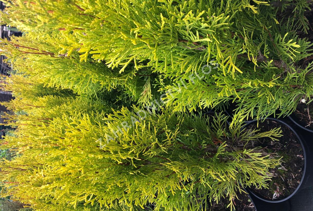 Túje, zerav západní 'Golden Smaragd' - Thuja occidentalis 'Golden Smaragd'