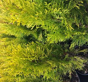 Zerav, túje západní 'Golden Smaragd' - Thuja occidentalis 'Golden Smaragd'