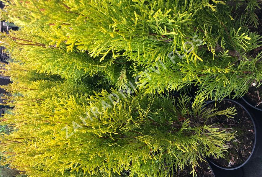 Túje, zerav západní 'Golden Smaragd' - Thuja occidentalis 'Golden Smaragd'