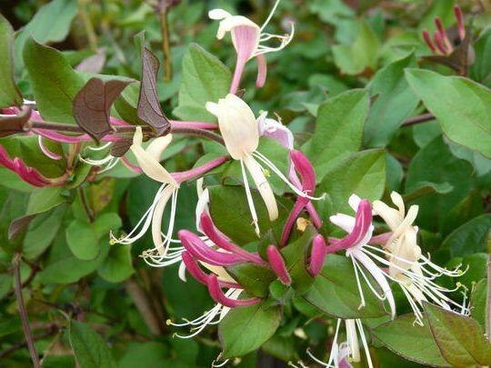 Zimolez japonský 'Chinensis' - Lonicera japonica 'Chinensis'