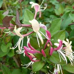 Zimolez japonský 'Chinensis' - Lonicera japonica 'Chinensis'