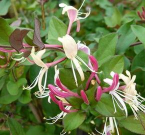 Zimolez japonský 'Chinensis' - Lonicera japonica 'Chinensis'