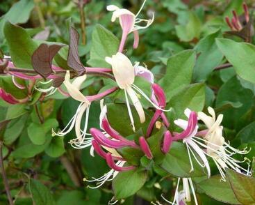 Zimolez japonský 'Chinensis'
