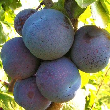 Švestkomeruňka 'Melitopolski' - Prunus hybrid 'Melitopolski'