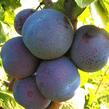 Švestkomeruňka 'Melitopolski' - Prunus hybrid 'Melitopolski'